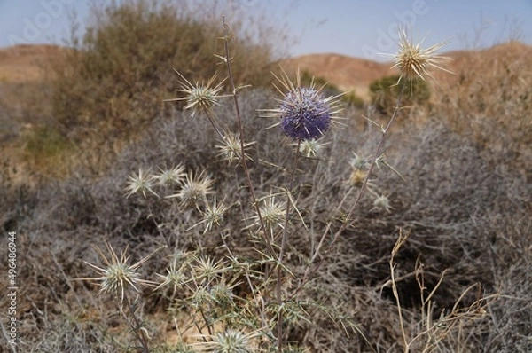 Obraz Echinops Polyceras flower in the desert