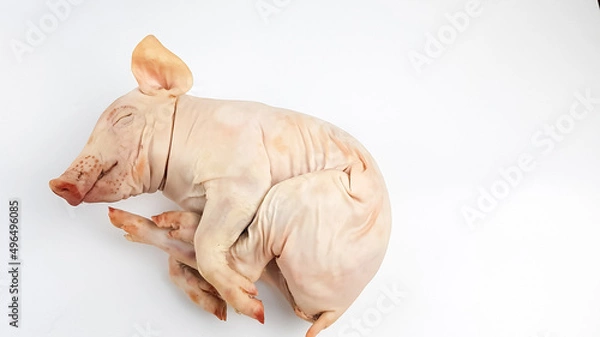 Obraz the carcass of a small dairy fresh piglet lies on a white background of isolate. preparation of an expensive exquisite festive pork dish