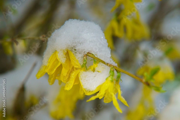 Fototapeta Gros plan de fleurs de forsythia jaune recouvertes partiellement de neige de printemps