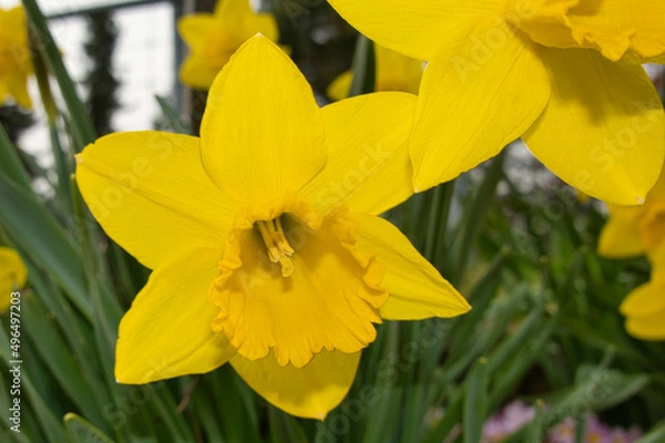 Fototapeta Osterglocke
