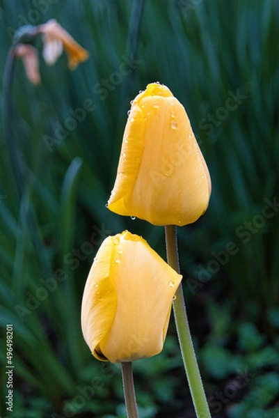 Fototapeta Gelbe Tulpen