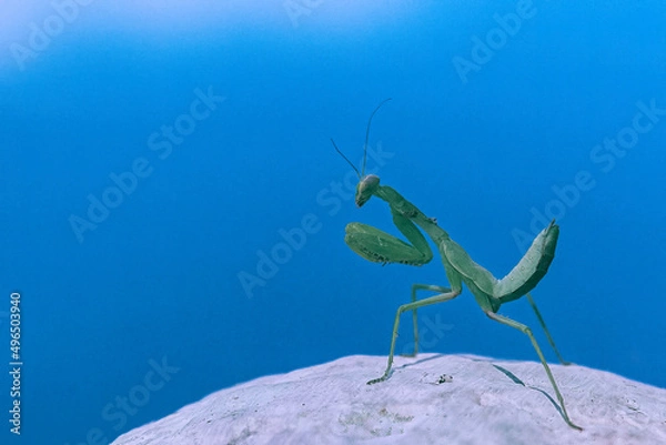 Fototapeta Close up image of Praying mantis on stone
