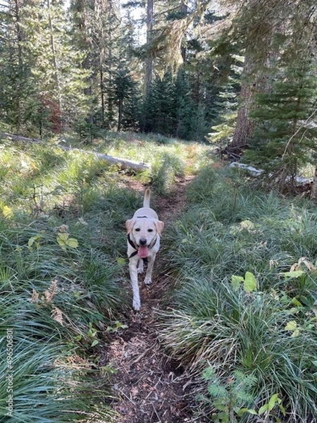 Obraz Hiking labrador retriever