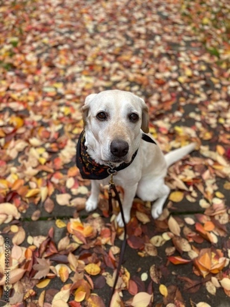 Obraz Autumn lab love