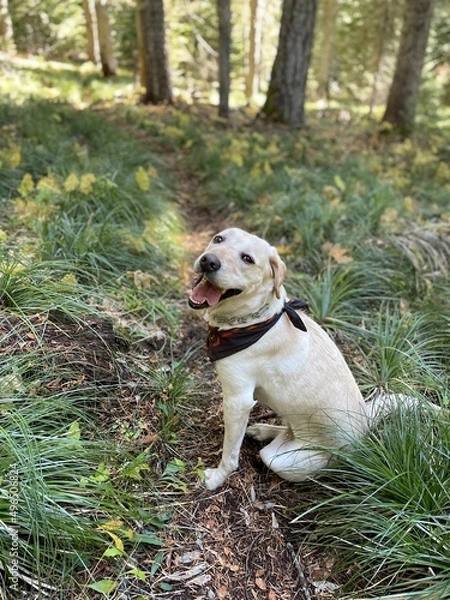 Obraz Happy hiking dog