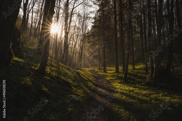Fototapeta morning sun rays in the forest