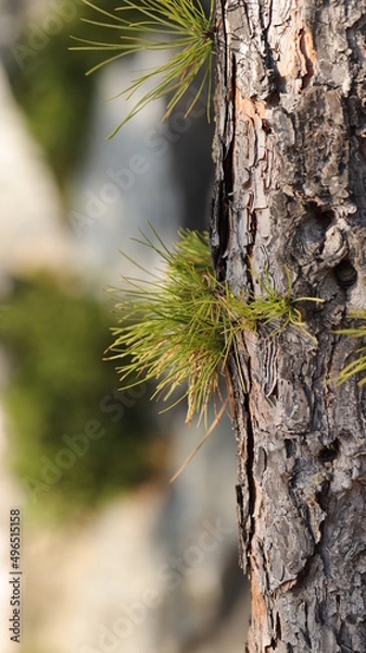 Obraz Spring pine tree