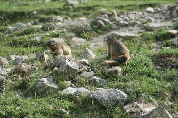 Obraz marmottes au soleil