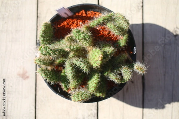 Obraz Opuntia longispina opuncja cactus