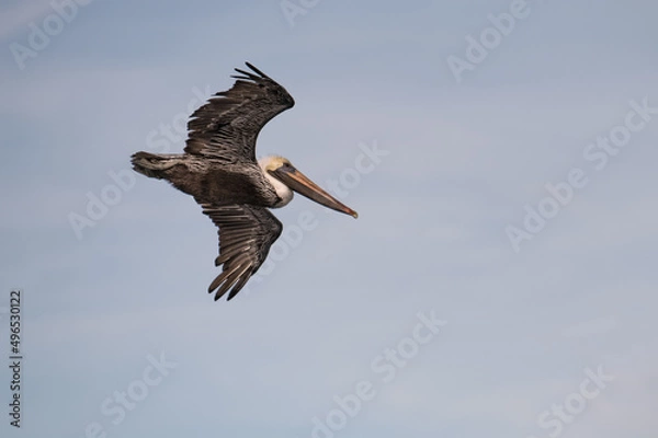 Obraz pelican in flight