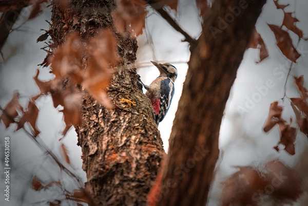 Obraz Woodpecker on a tree 