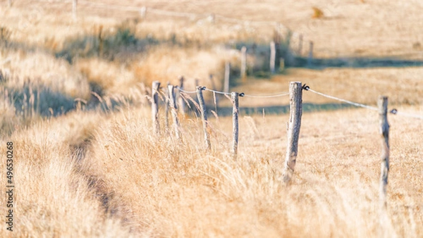 Obraz grass in the wind