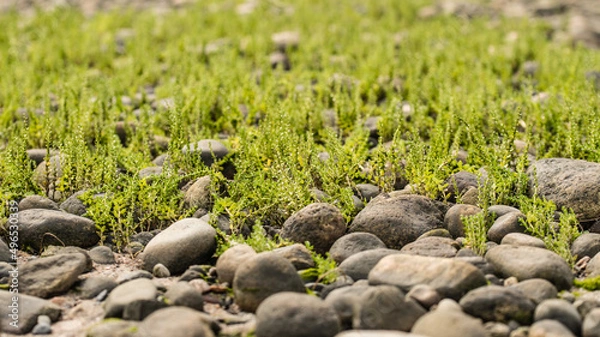 Obraz grass in the field