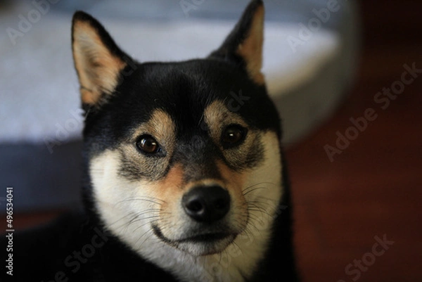 Obraz Shiba Portrait 