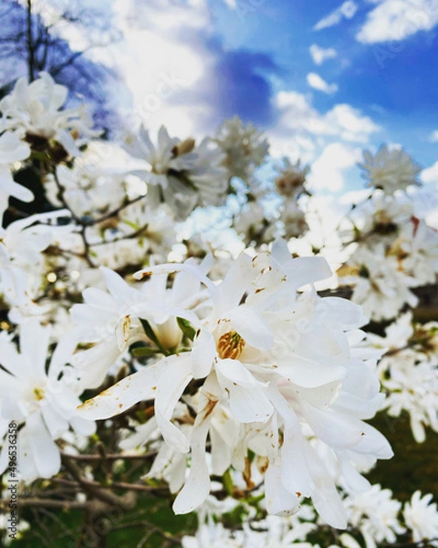 Obraz blossom in spring