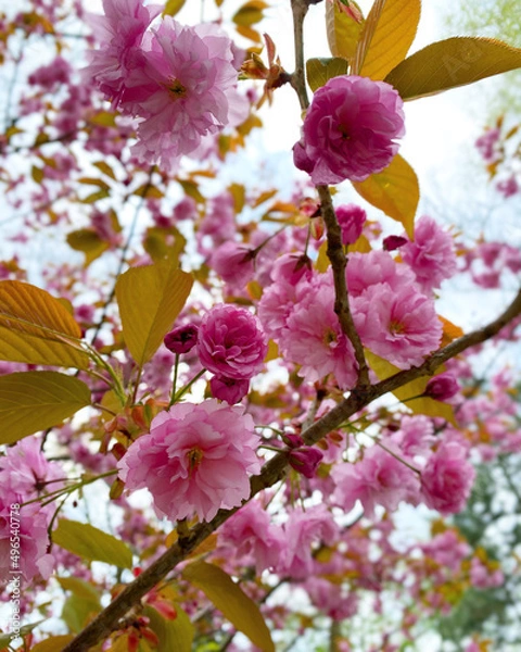Obraz pink cherry blossom in spring
