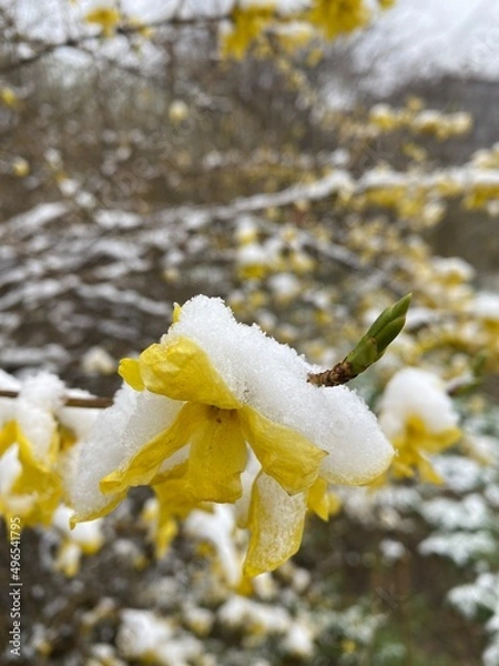 Obraz leaves in snow