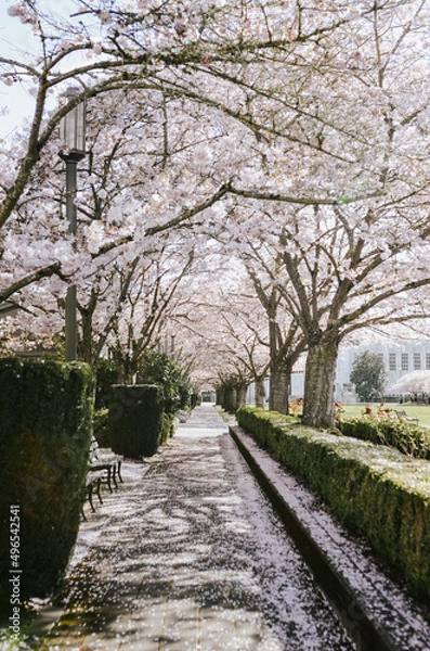 Obraz Capitol City Cherry Blossoms