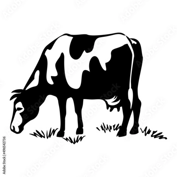Fototapeta Cow for printing. A farm animal in a pasture, chewing grass.