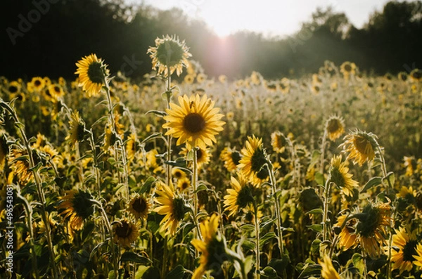 Obraz Sunflower Sunset