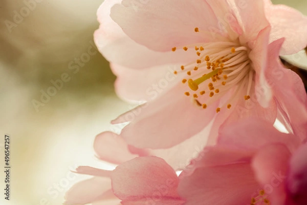 Fototapeta closeup of spring cherry blossom on bokeh background