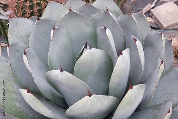 Fototapeta アガベ　パリーのロゼット