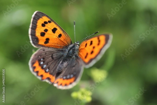 Fototapeta ベニシジミ