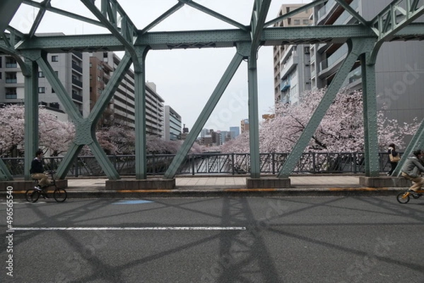 Obraz Sakura - Japanese Cherry Blossom