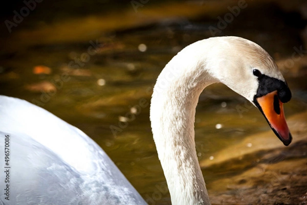 Obraz primer plano de un cisne