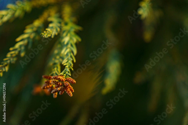 Fototapeta 花粉症には悩ましいスギ花粉の時期