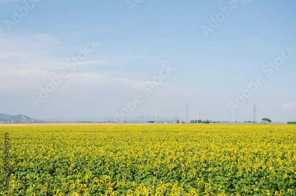 Obraz Sunflower field on bright summer day
