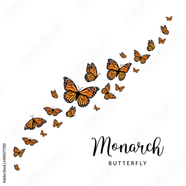 Fototapeta Fiying Monarch butterflies. Vector illustration isolated on white background