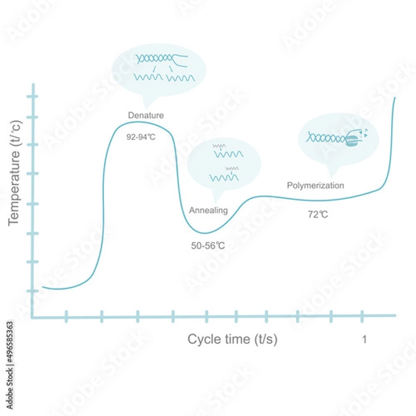 Obraz The correlation graph of temperature and cycle time of PCR steps (Denaturation,annealing and polymerization).This diagram represents the importance reaction that occurs in amplifying the DNA template.
