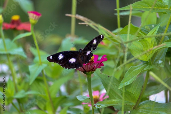 Obraz a butterfly perched on a zinnia flower