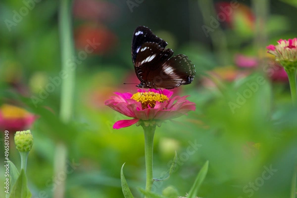Obraz a butterfly perched on a zinnia flower