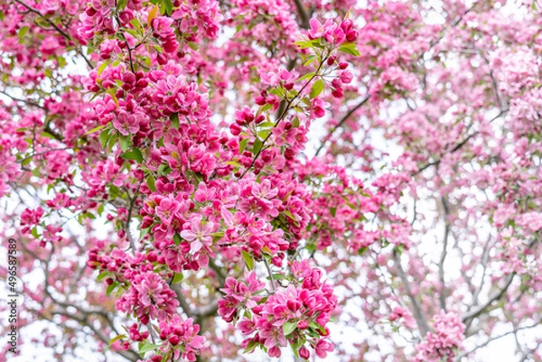 Fototapeta A mosaic of beautiful pink-red inflorescences of the Redbuds tree as a natural backdrop. Close-up. Wonderful flowers in May in New England