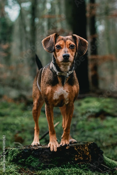 Fototapeta dog in forest