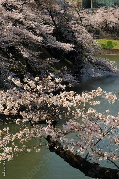 Fototapeta 満開の桜咲く千鳥ケ淵