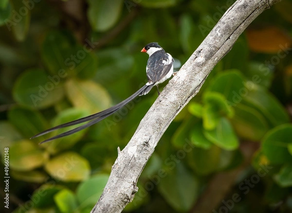 Fototapeta Pin-tailed whydah ( Vidua macroura ), sitting on branch looking left with very long black tail, showing promient red beak, against green blurred shrub