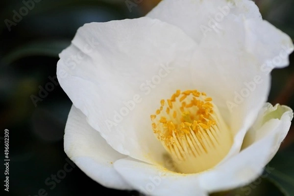 Obraz 白色の椿の花