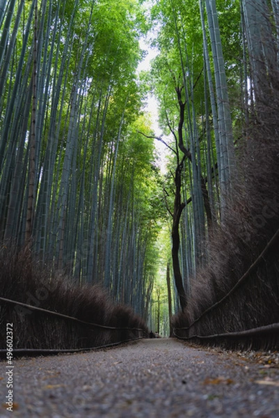 Obraz 嵐山　竹林　縦写真