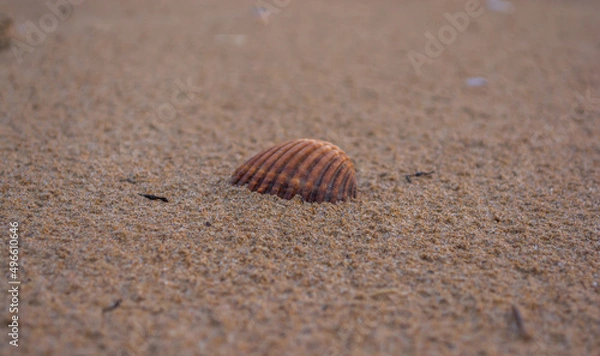 Obraz Concha solitaria