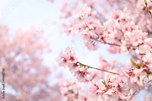 Fototapeta pink cherry blossom