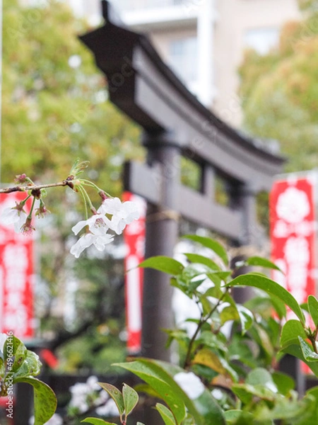 Obraz 雨と桜と鳥居