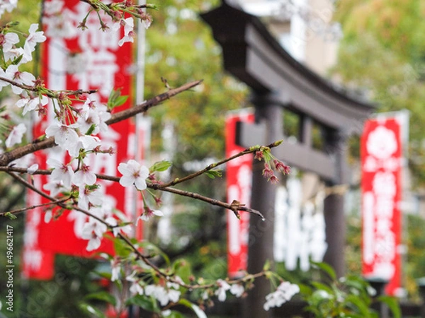 Obraz 雨と桜と鳥居