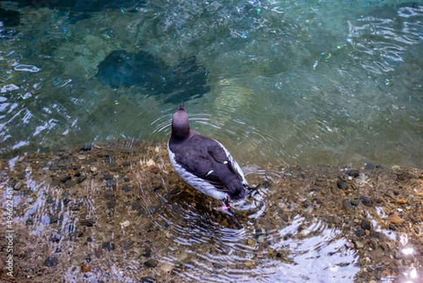 Fototapeta View of a black and white common murre swimming in its water habitat at the Point Defiance Zoo