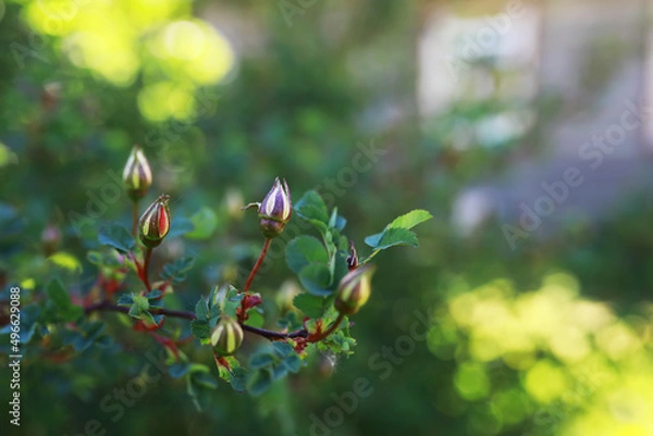 Fototapeta Spring nature background. Greenery of trees and grasses on a sunny spring morning. Forest landscape.