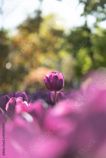 Obraz Purple tulip on the sun