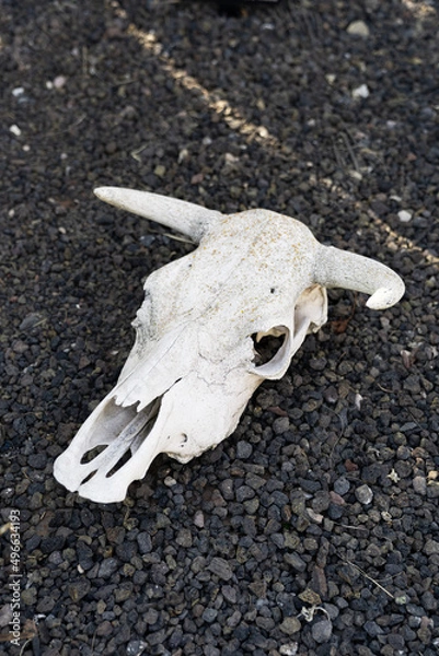 Fototapeta Skull in the desert
