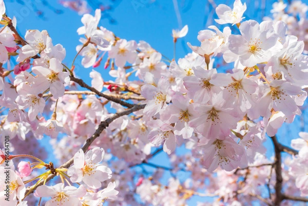 Obraz クローズアップした満開の桜